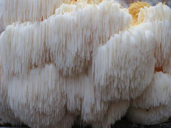 Lion's Mane Agar Plate