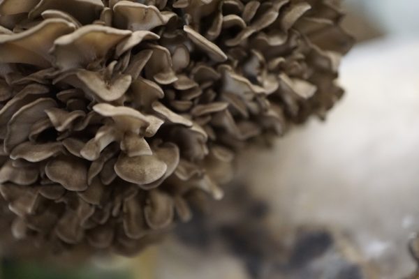 Maitake (Hen of the Woods) Liquid Culture