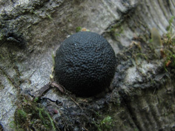 Black Fungus (Annulohypoxylon Sp.) Agar Plate