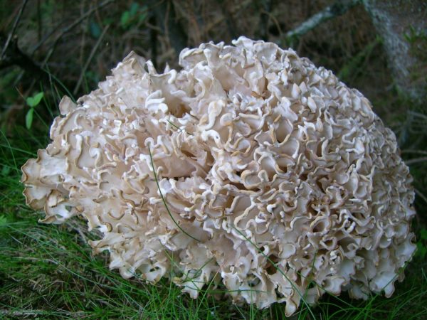 Cauliflower Mushroom Liquid Culture