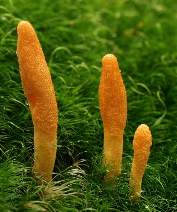 Cordyceps Militaris Liquid Culture