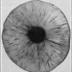 Orissa India Spore Print