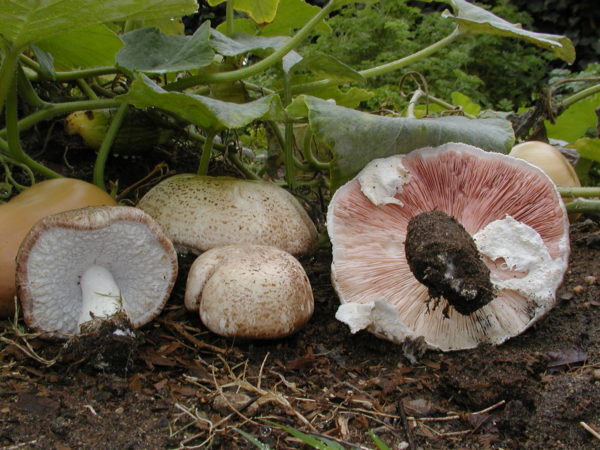 Agaricus Blazei Agar Plate