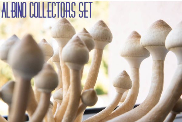 Albino Collectors Set