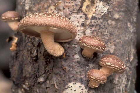 Warm Fruiting Shiitake Agar Plate