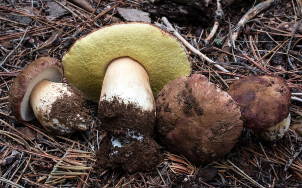 King Bolete Agar Plate