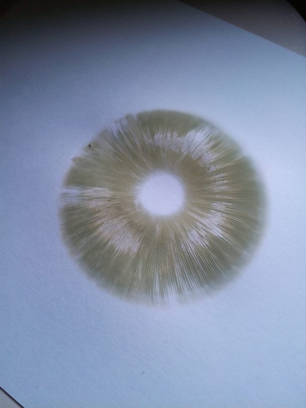 F+ Spore Print