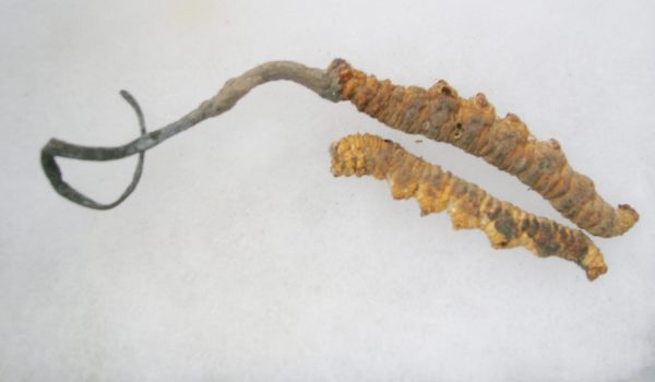 Ophiocordyceps sinensis Liquid Culture