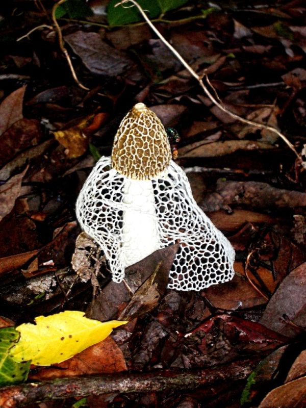 Long Net Stinkhorn Agar Plate