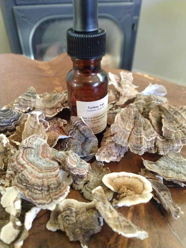 Turkey Tail Tincture