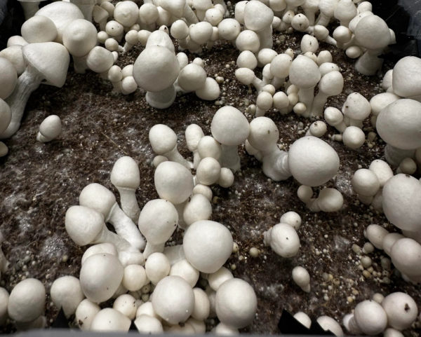 Leucistic Penis Envy Uncut Spore Print