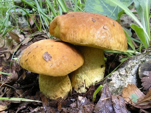 Leccinum lepidum