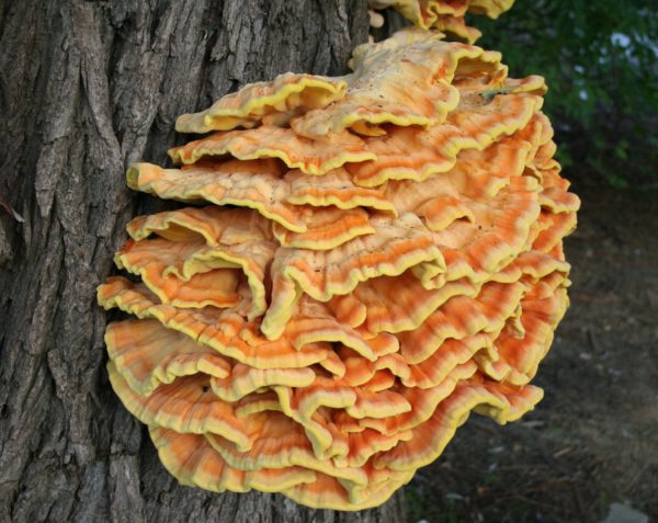 Chicken Of The Woods Liquid Culture