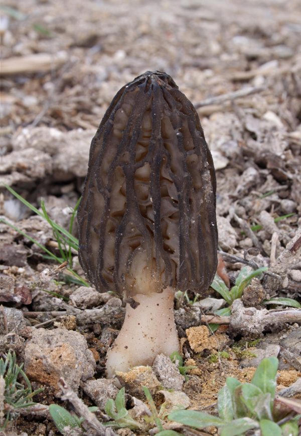 Burn Morel (Tomentosa) Agar Plate