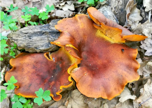 Jack O'Lantern Mushroom Agar Plate