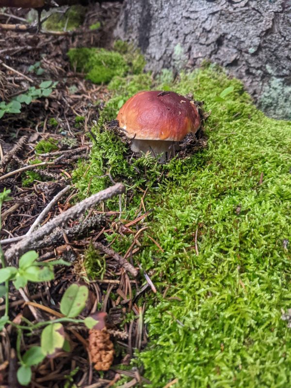 Fresh Foraged Boletes