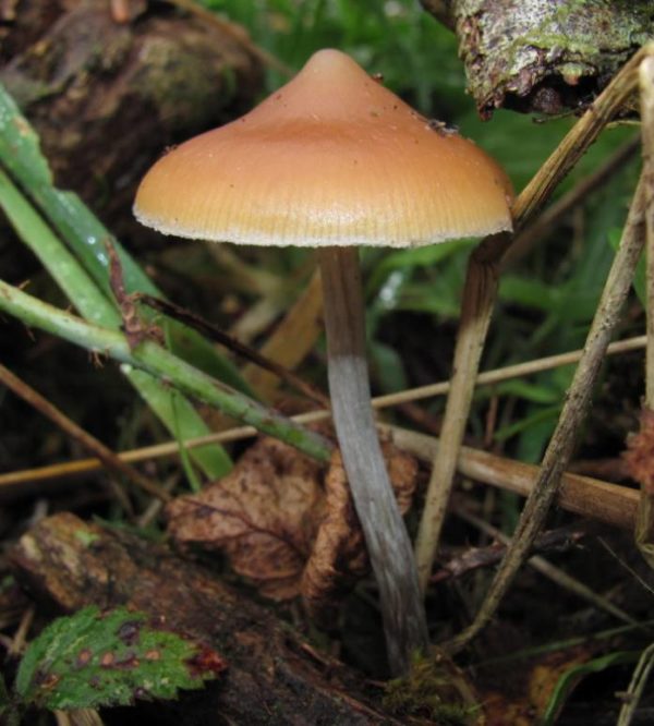 Psilocybe Azurescens Swabs