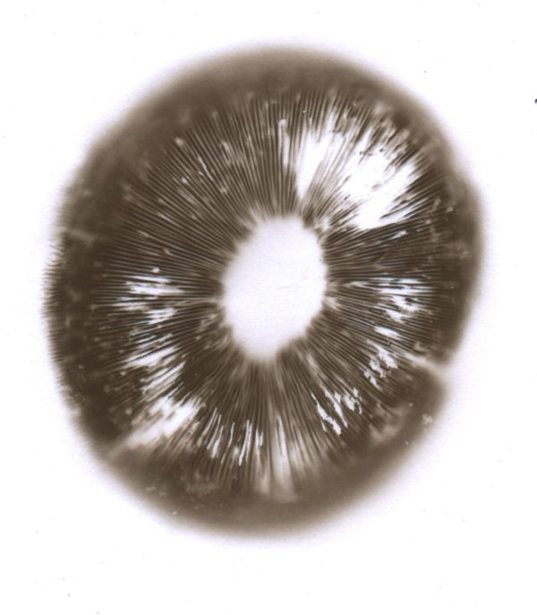 Mazatapec Spore Print