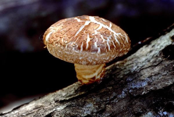 Chocolate Shiitake