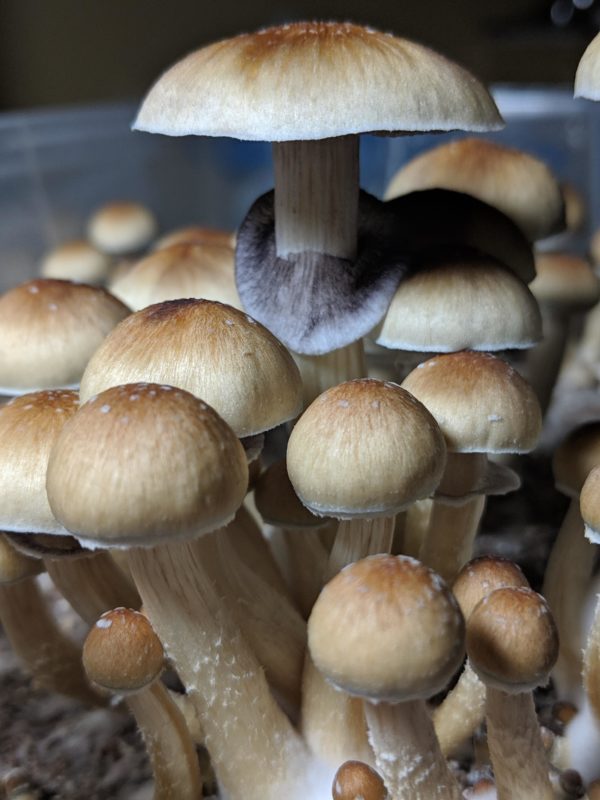 Leucistic Golden Teacher Spore Syringe