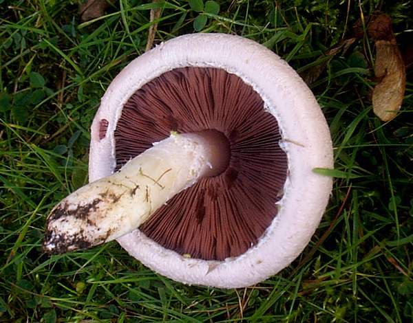 Field Mushroom (Agaricus campestris) Agar Plate