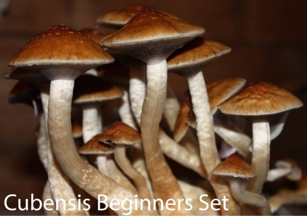 Cubensis Beginner's Set