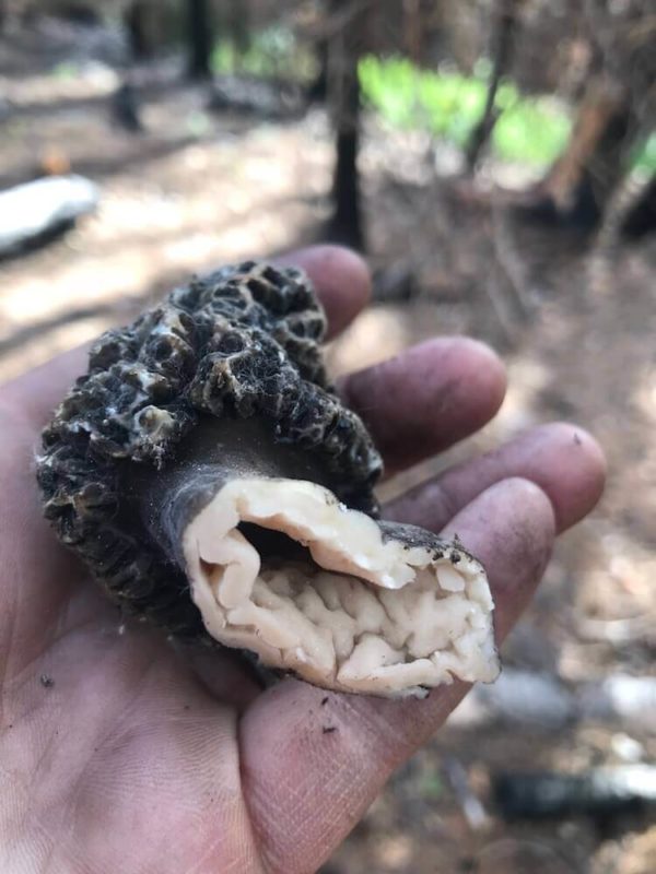 Burn Morel (Tomentosa) Liquid Culture