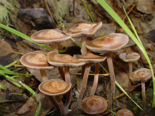 Panaeolus cinctulus Swab