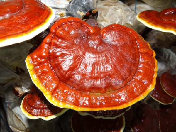 Red Reishi Liquid Culture