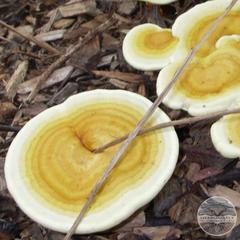 Yellow Reishi Agar Plate