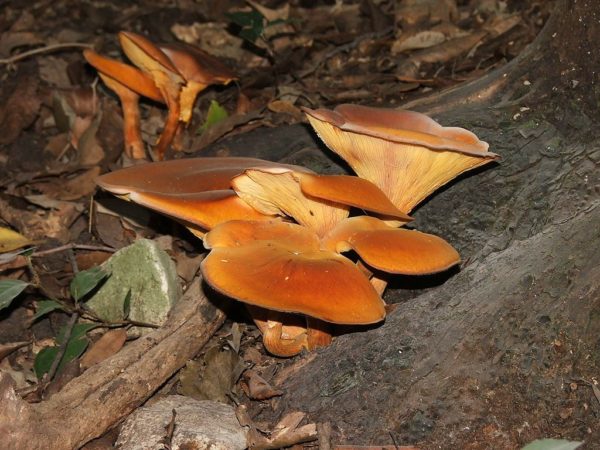 Jack O'Lantern Mushroom Liquid Culture