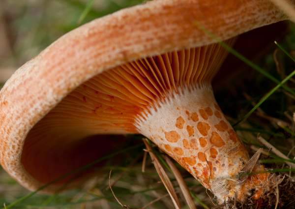 Saffron Milkcap Liquid Culture