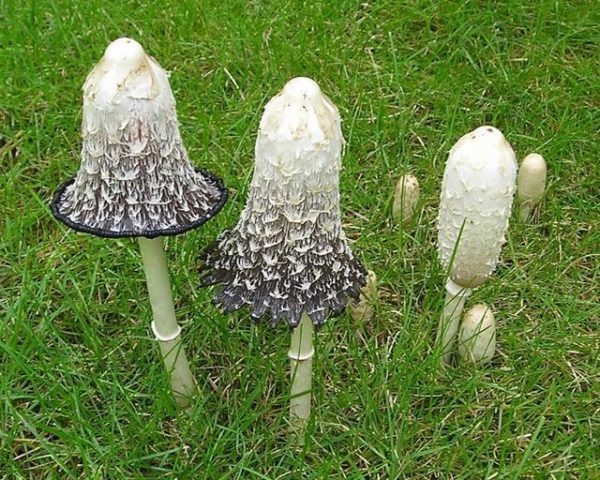 Shaggy Mane Agar Plate