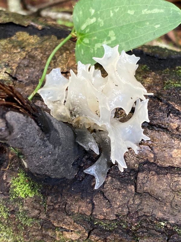 Snow Fungus Agar Plate