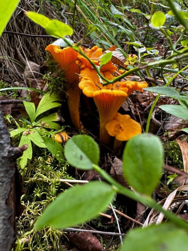 Golden Chanterelle Agar Plate