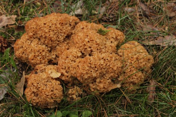 Cauliflower Mushroom Agar Plate