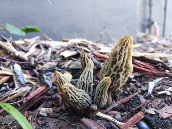 White Morel Agar Plate