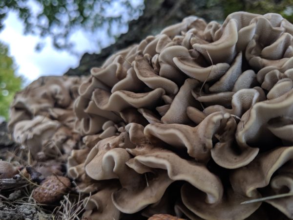 Maitake (Hen of the Woods) Agar Plate