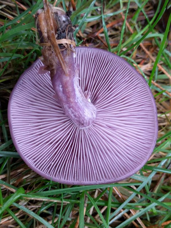 Wood Blewit Agar Plate