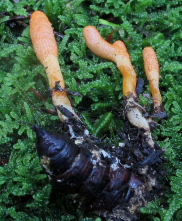 Cordyceps Militaris Agar Plate