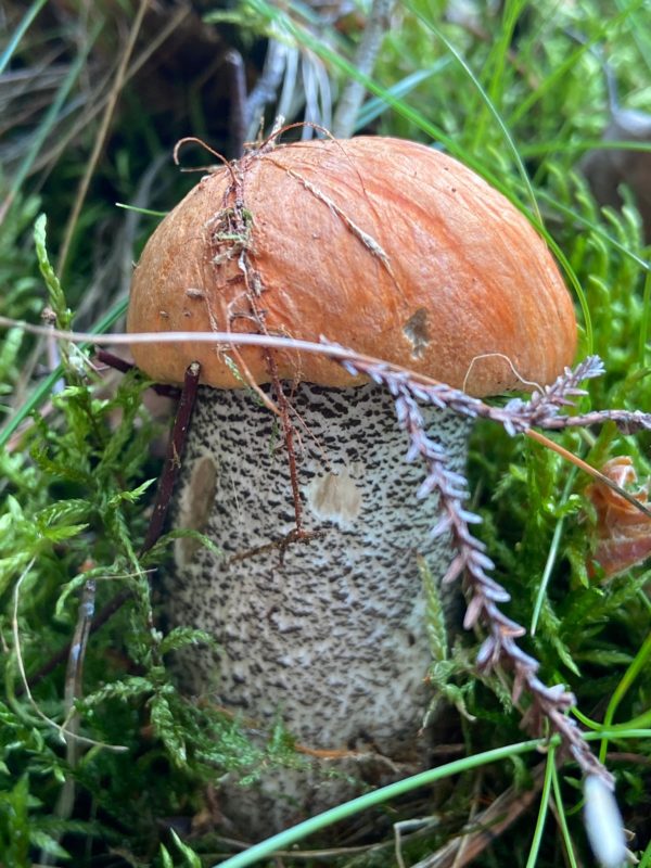 Orange Birch Bolete Liquid Culture