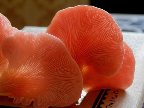 Pink Oyster Agar Plate