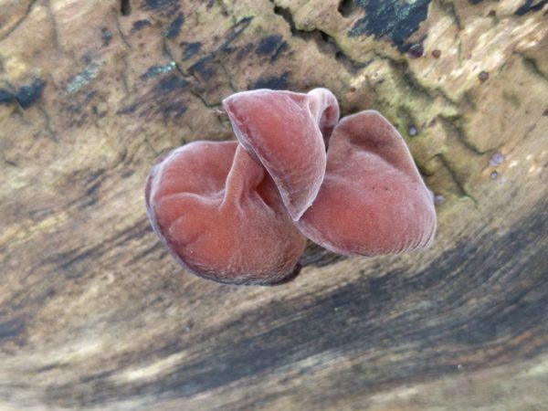 Wood Ear Agar Plate