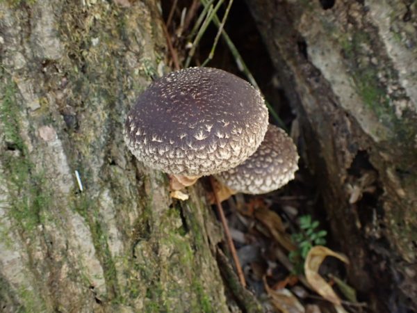 Straw Shiitake Liquid Culture