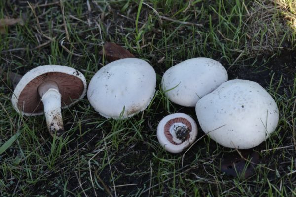 Field Mushroom (Agaricus campestris) Liquid Culture