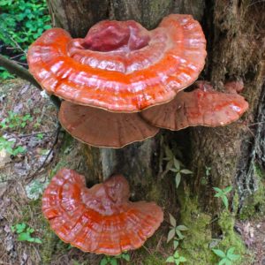 Hemlock Varnish Shelf Agar Plate