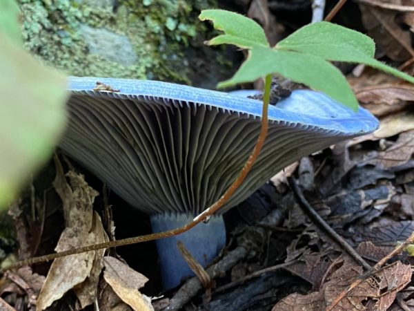 Indigo Milkcap Agar Plate