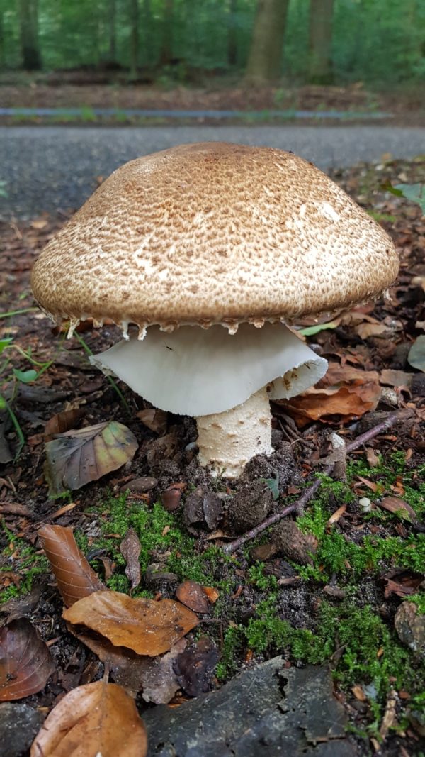 The Prince Agaric Agar Plate