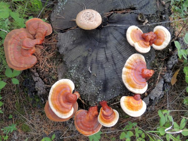 Red Reishi Agar Plate