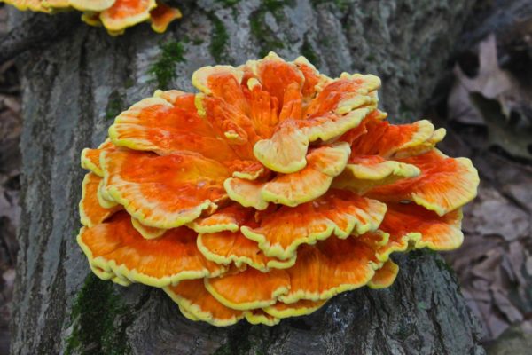 Chicken Of The Woods Agar Plate